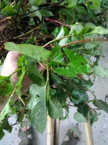 蓼科植物丛枝蓼野生中草药材种苗种子园林绿化苗木观赏药用盆栽