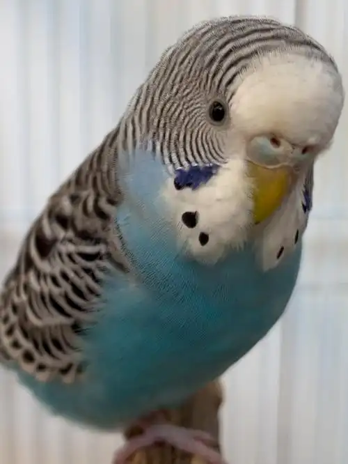 虎皮鹦鹉叫声第四弹 从我举起手机到发现我