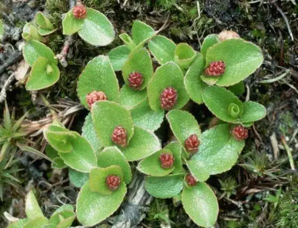 世界上最矮的树矮柳仅5厘米高