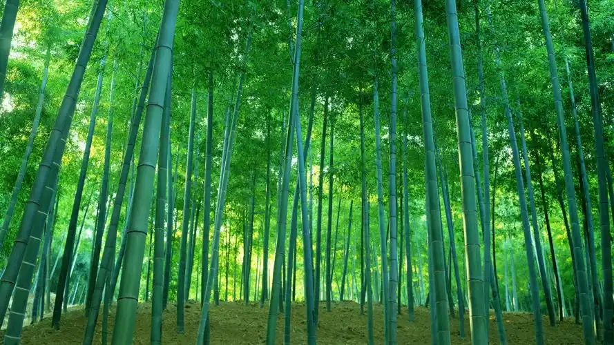 茂密绿色竹林风景桌面壁纸高清大图预览1920x1080_风景壁纸下载_墨鱼