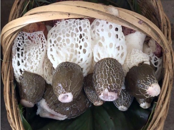 "菌中皇后"竹荪,好吃也好贵?