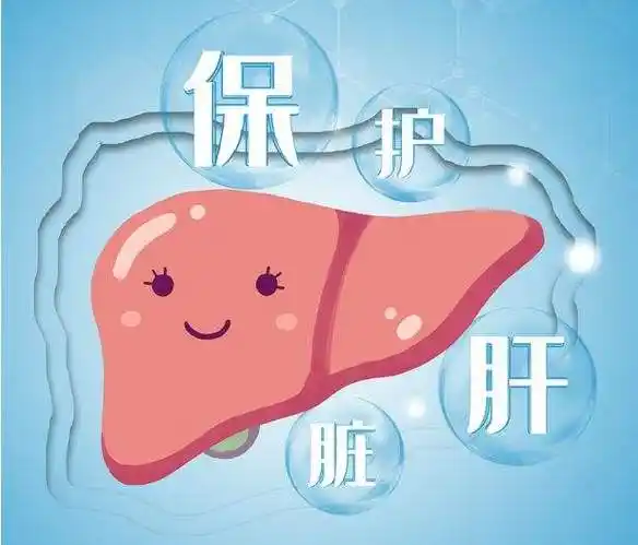 保护肝脏.jpeg