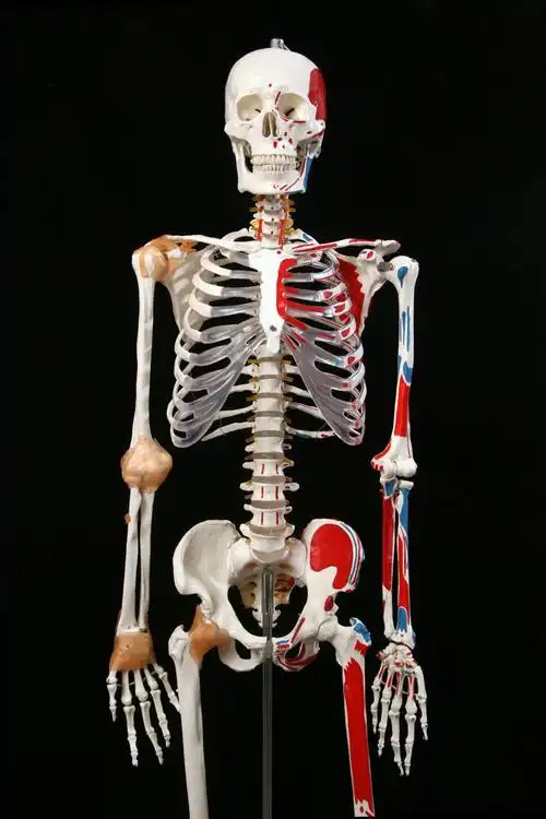 2016新款厂家直销医用最标准的170cm人体大骨骼模型 骷髅骨架标本_双