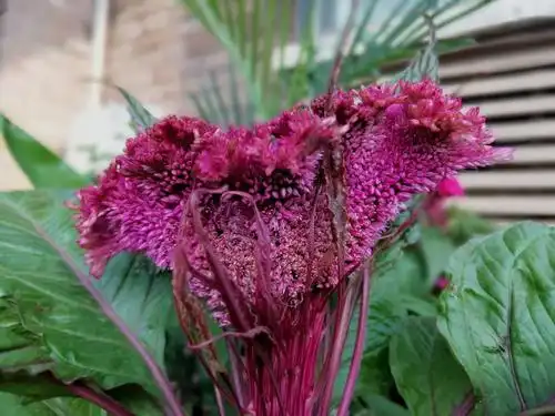 植物百科:鸡冠花