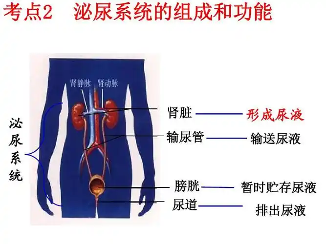 考点2 泌尿系统的组成和功能 泌 尿 系 统 肾脏 输尿管 形成尿液 输送