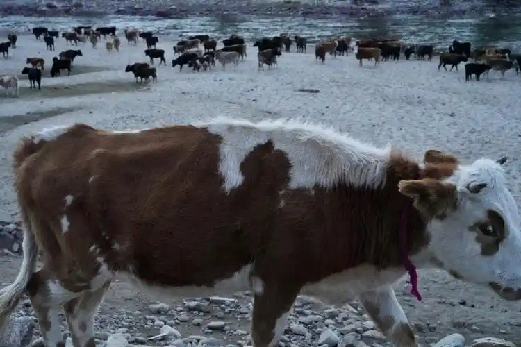 世界上走路最多和搬家最勤的人气势磅礴的哈萨克牧民转场