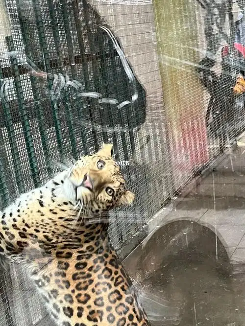 动物园精神小豹