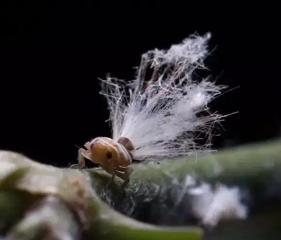 这是蝉的幼虫,在摄影师的眼里,称之其为"小可爱".