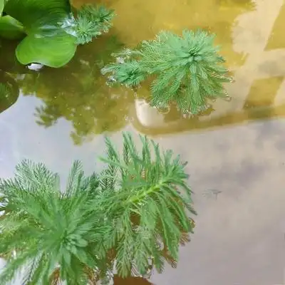 鱼缸水面漂浮植物浮萍养鱼水草四季淡水水净化水草