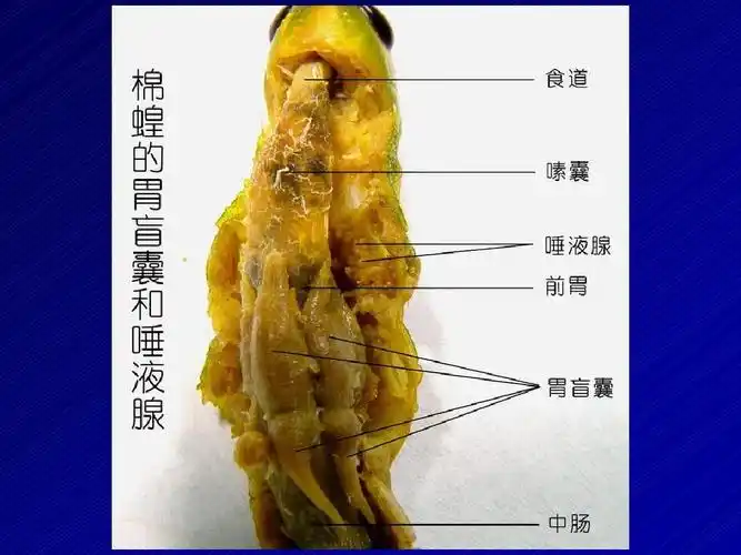 8节肢动物蝗虫的解剖ppt