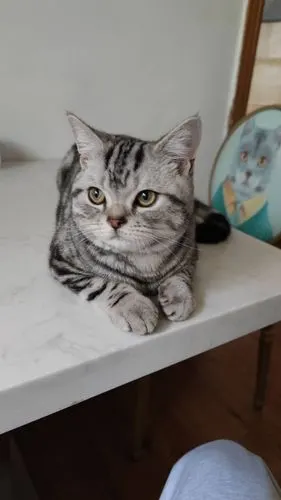 美短虎斑弟弟找老婆