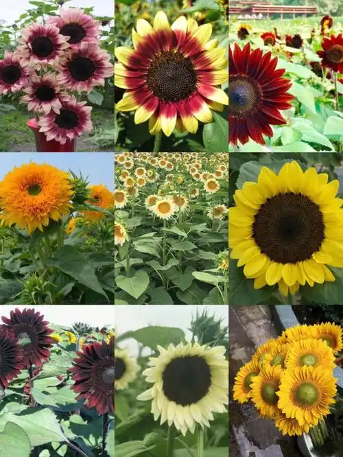 向日葵新品试种中有没有get到你的