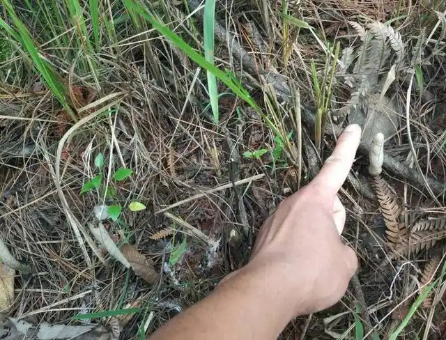 农村深山中,曾高达万元一斤的"乌灵参",原来只有这样才能找到