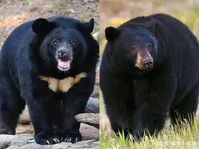 左边亚洲黑熊,右边美洲黑熊