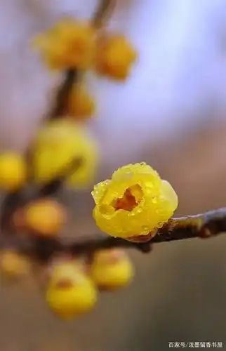 精选梅花手机壁纸图片