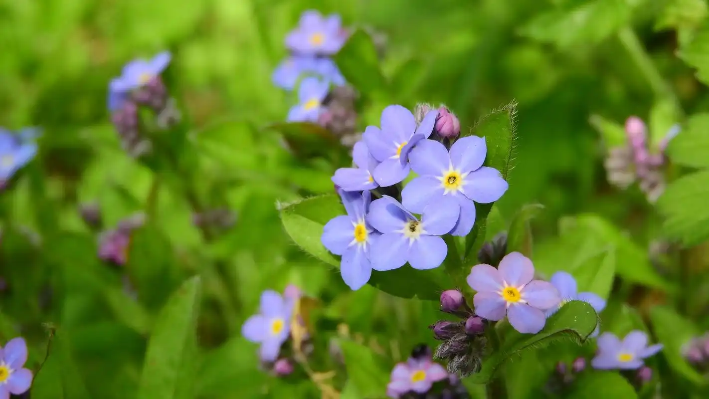 蓝色勿忘我鲜花图片 - 第17张