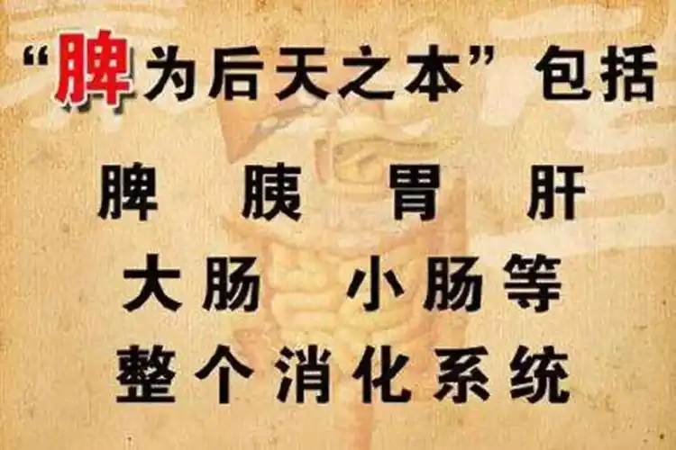 二,脾脏有三大功能