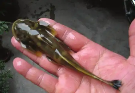 请问谁知道西藏哪里有这种鱼啊?