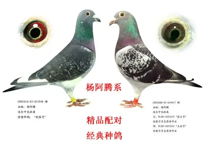 杨阿腾子代 保证金级 拍卖