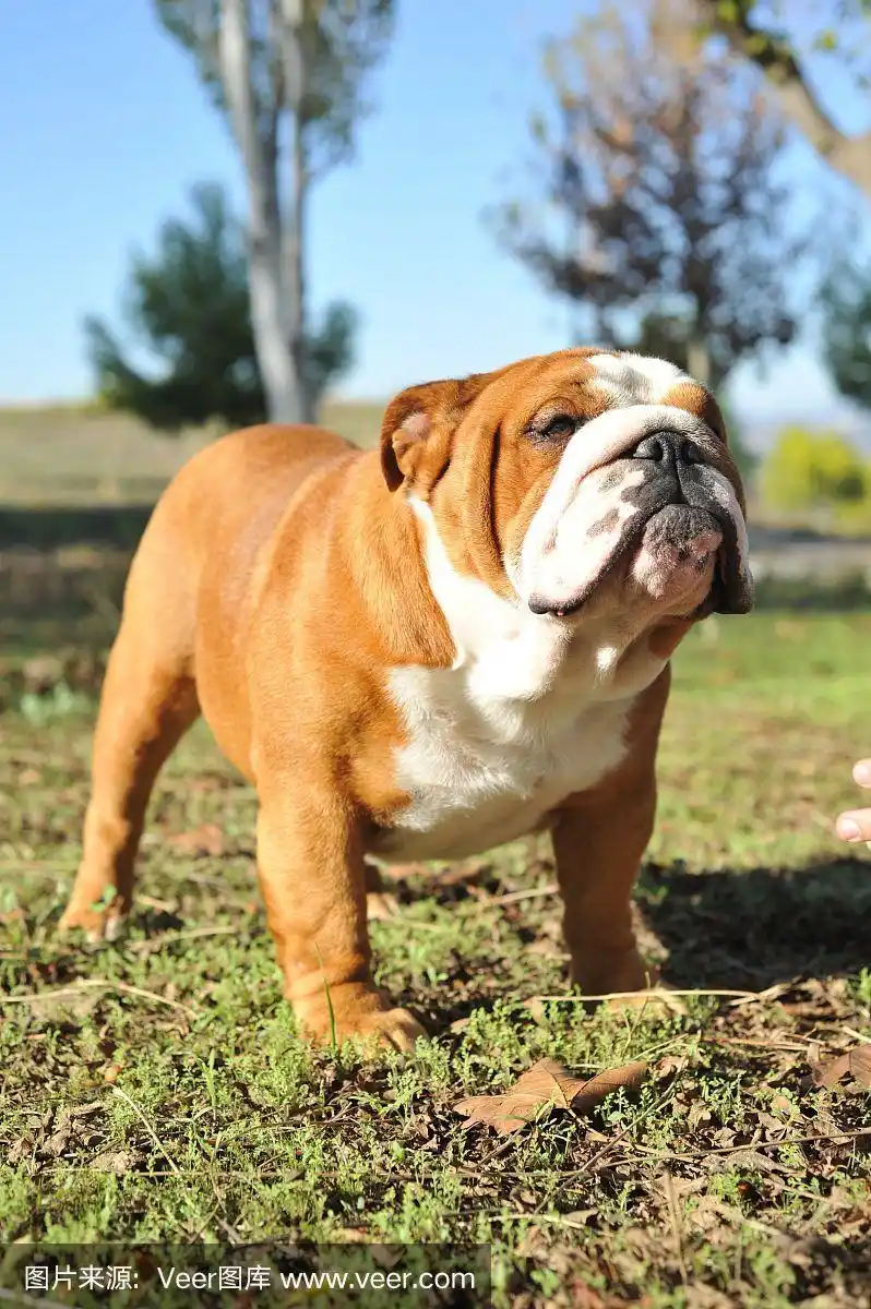 成年英国斗牛犬,纯种狗在公园的草地上