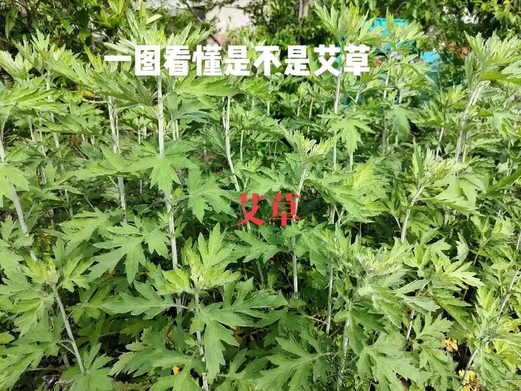 一张图教你分辨艾草和其他像它的草,艾叶,竹叶蒿,大叶蒿