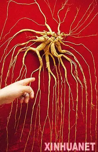 长白山人参王开出千万元天价