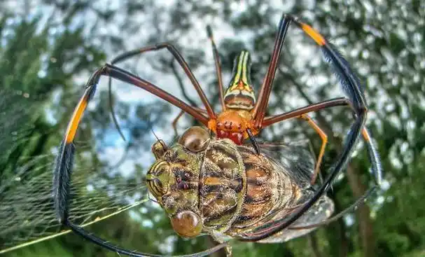 9种极特色的蜘蛛,惊艳登场!它们是脊椎动物的天敌,来一睹风采