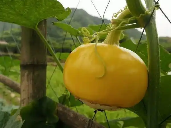 北方倭瓜的功效与作用教你具体的使用方法