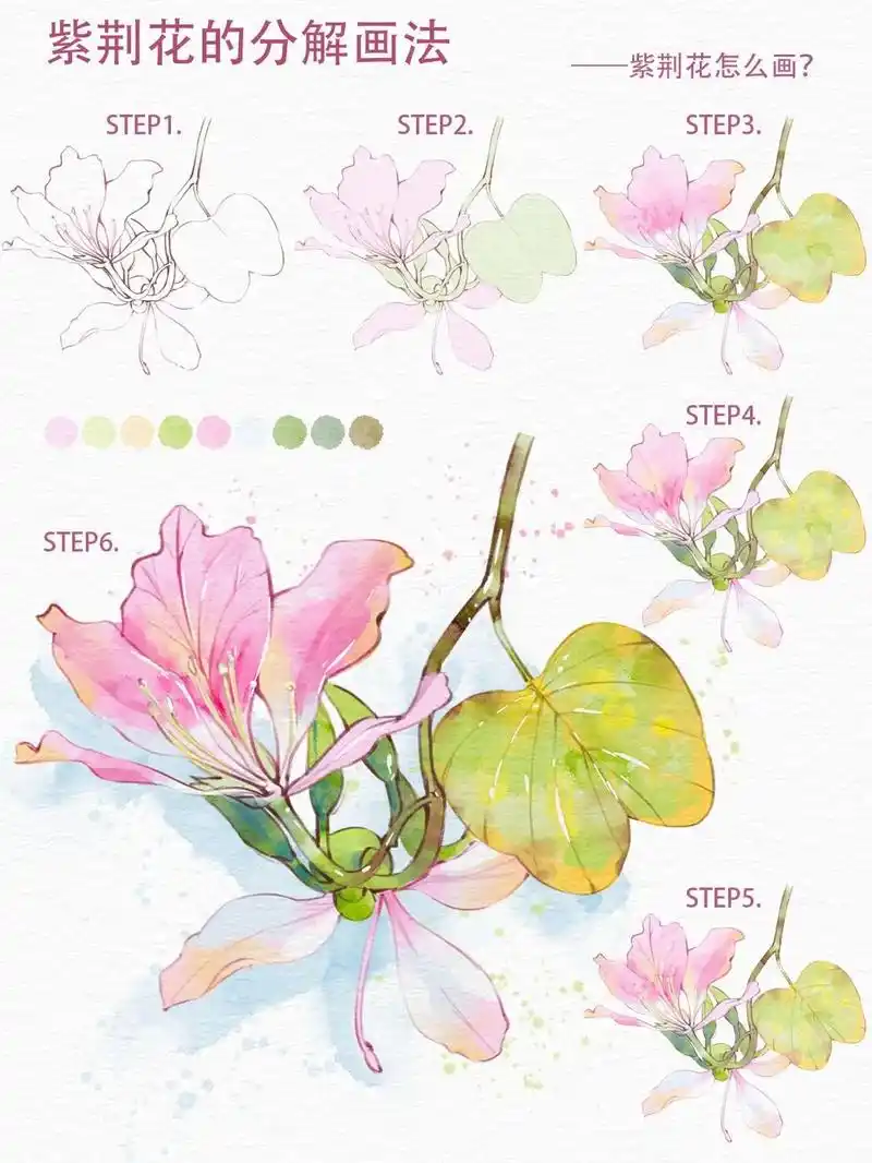 插画教程 | 紫荆花的分解画法～#插画 #绘画教程 #pro - 抖音