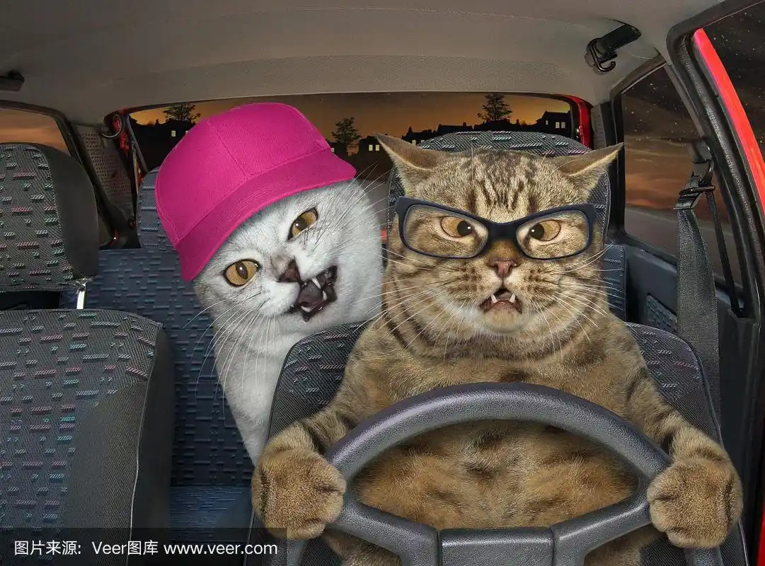 两只猫在晚上开车