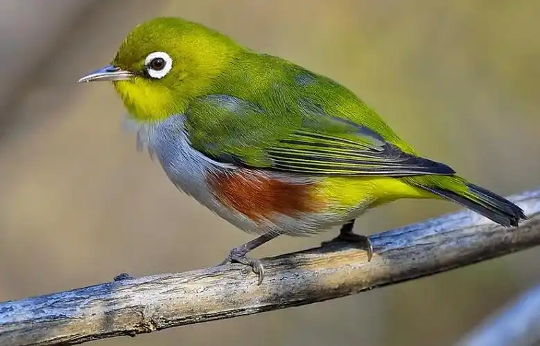 红胁绣眼鸟挑选及饲养,来get一下