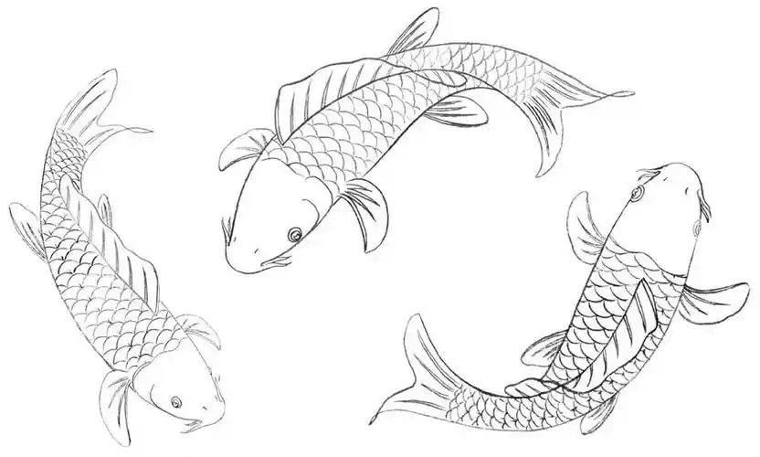 绘画知识工笔画鲤鱼