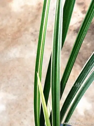 送春瓷白边缟艺 欣赏-送春篇-中国兰花交易网社区