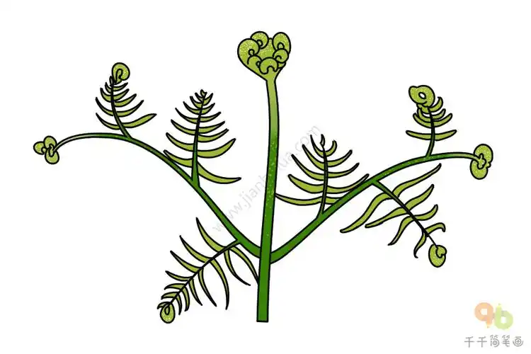 蕨菜简笔画_绿色植物简笔画