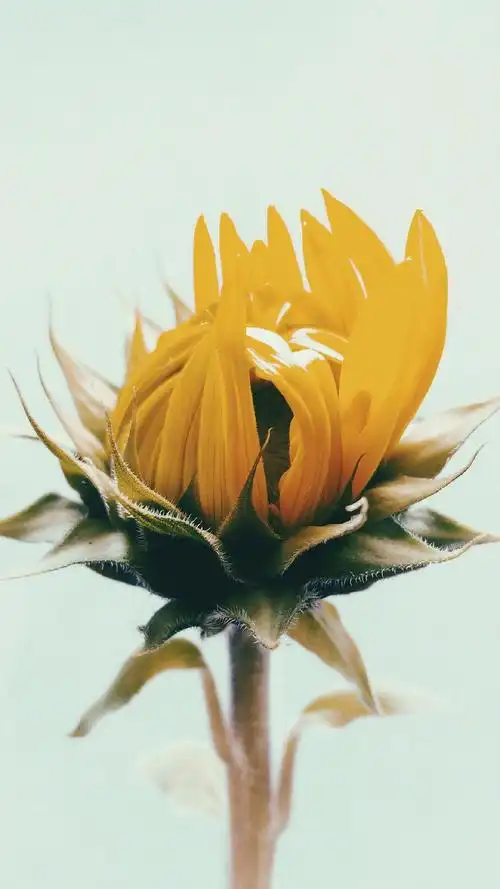 向日葵清新唯美高清手机壁纸