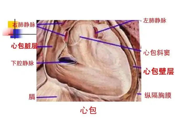 系统概述及护理ppt 基础知识 右肺静脉 左肺静脉 心包脏层 心包斜窦