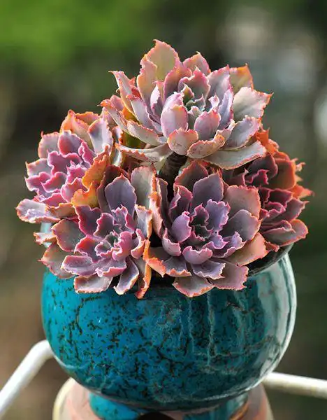 多肉晚霞之舞怎么养