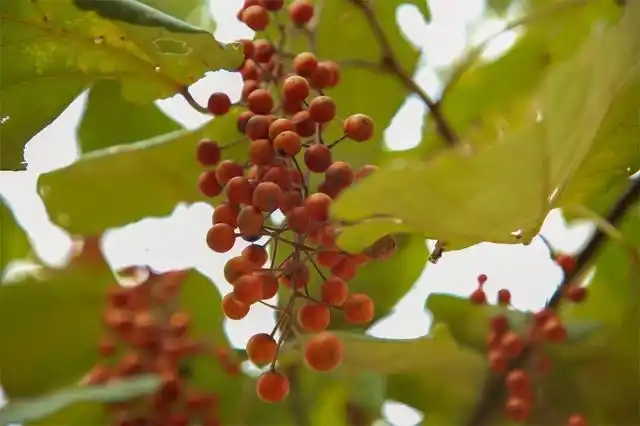古蔺黄荆山桐子成熟的季节 满树珊瑚红