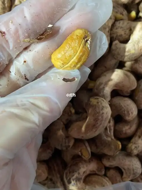 采用当年采挖的新鲜腰果为原材料,享受健康美味,采摘的原料经过层层