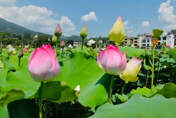 荷花开了/西陂的那一方莲塘