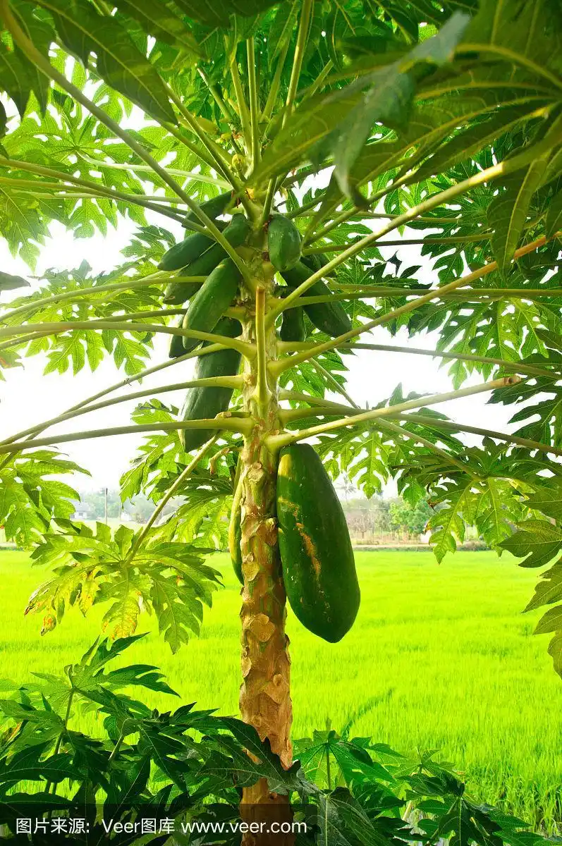 木瓜在木瓜树上