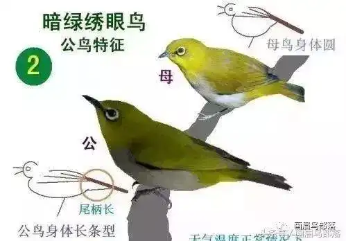 绣眼鸟公母的带图细说区分百分百懂