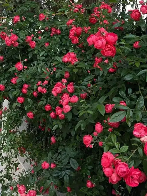 1,四季红木香的叶子长圆状披针形,质地轻薄,边缘有