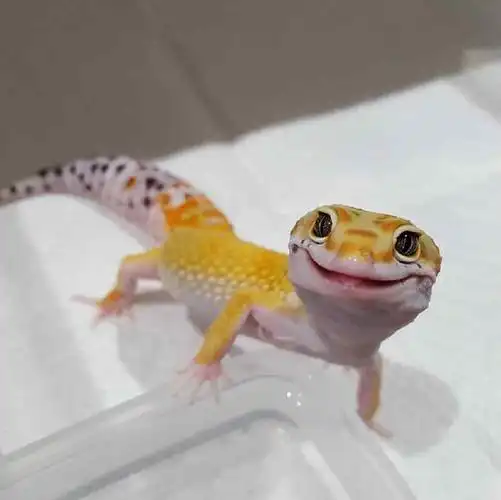 爬行动物并不可怕,看看豹纹守宫脸上这一抹甜美微笑,哪里吓人了