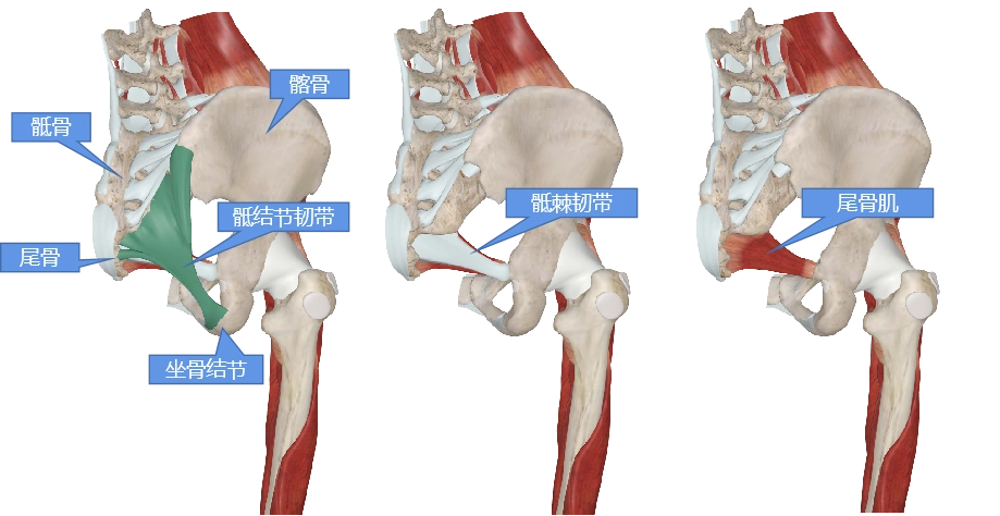骶尾部痛与懒散坐姿_疼痛_介绍_缓解方法 - 好大夫在线