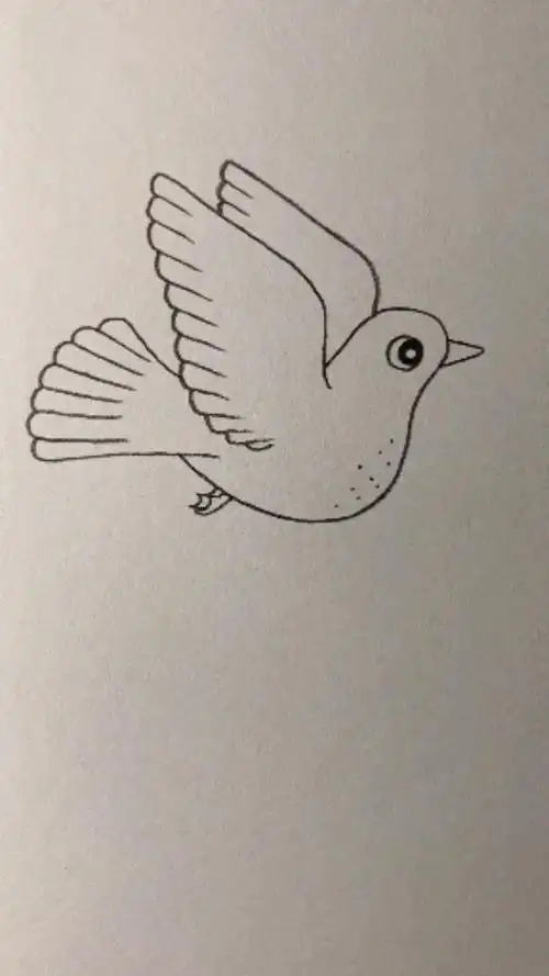 画一只好看的鸽子