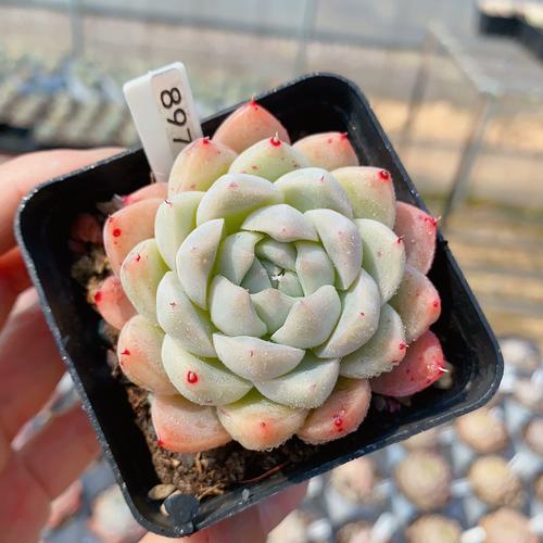 阿尔巴佳人如梦令单头多肉植物母本大颗小老桩超萌肉肉办公室桌面