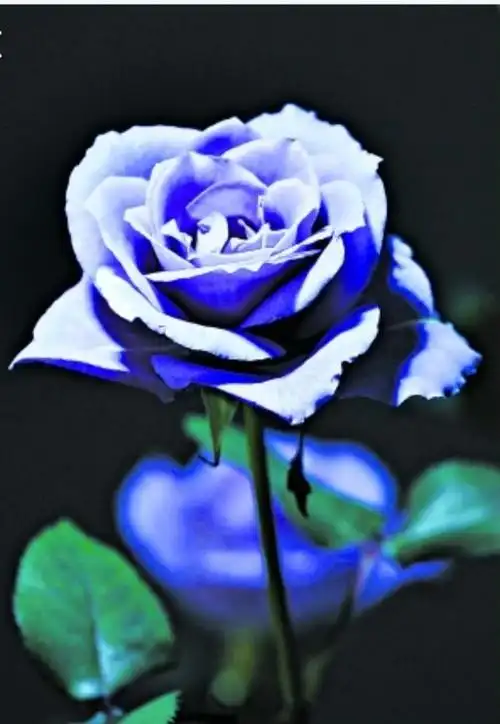 所以后来才有蓝色妖姬这种玫瑰.花语是稀世真爱,奇迹