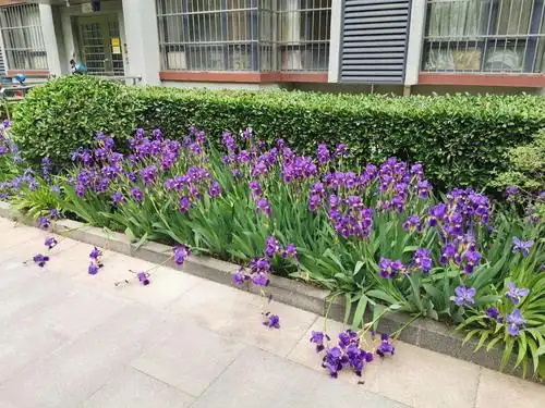 春到博世祥园:鸢尾花开 - 美篇