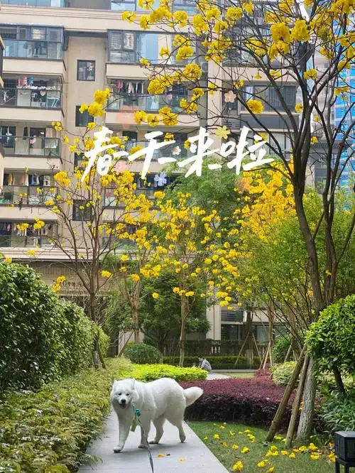 春天里走来的修狗狗